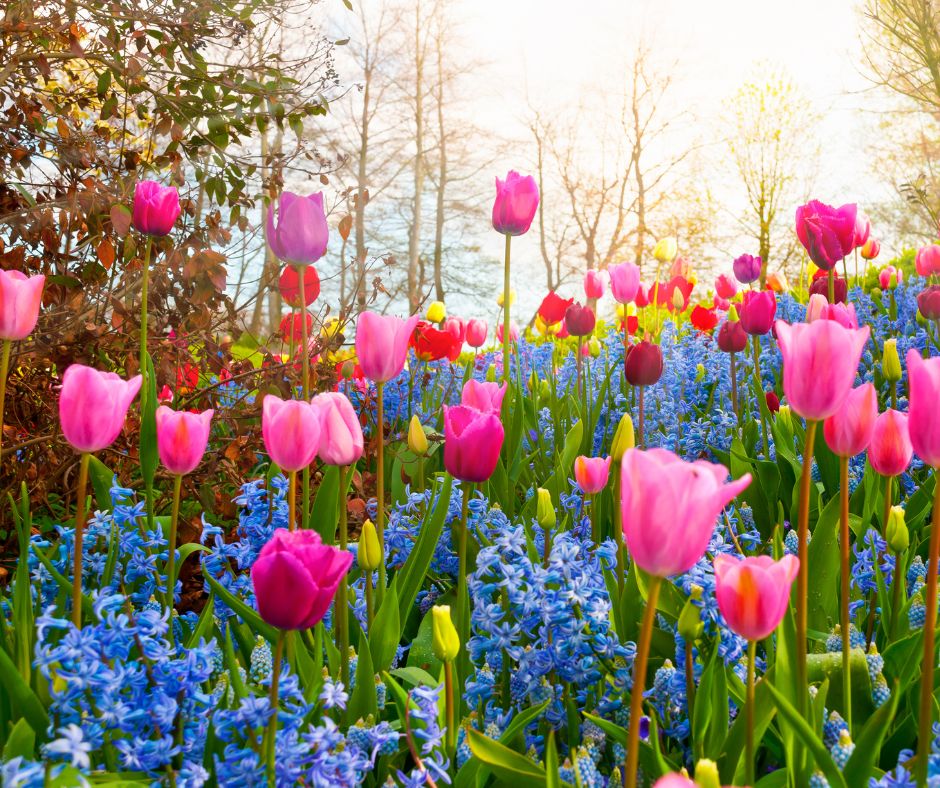 a picture of flowers