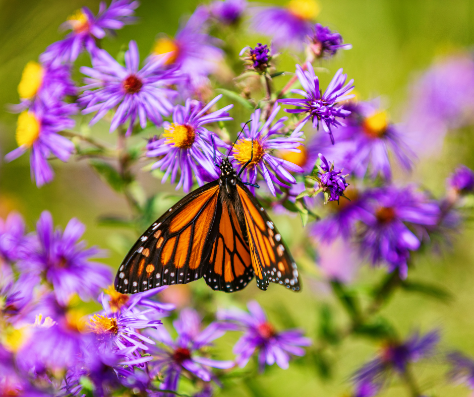 Monarch butterfly on purple flowers