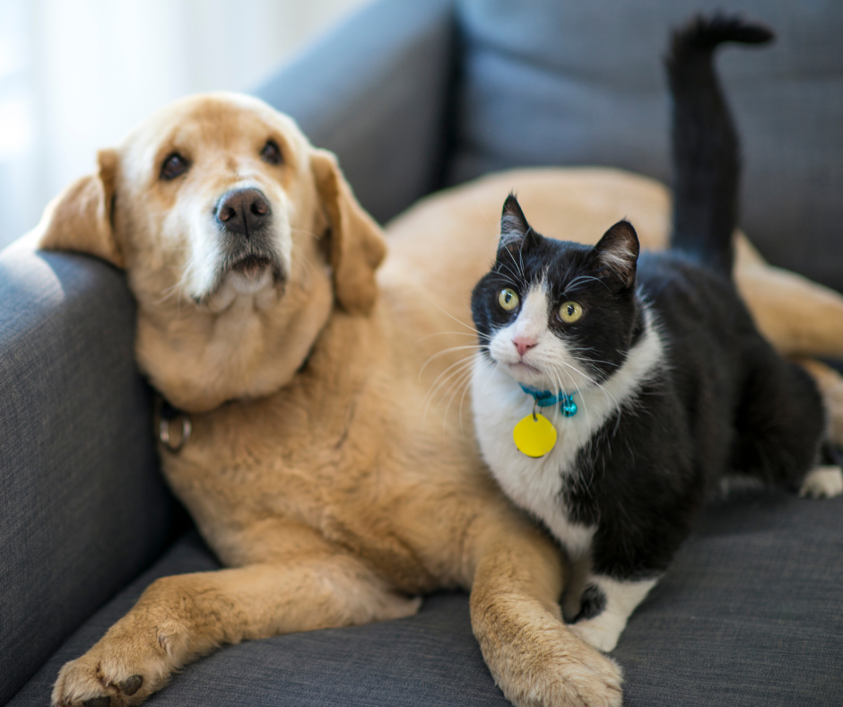 Dog and cat on couch