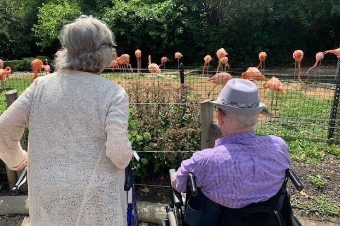 Senior couple looking at group of flamingos at zoo